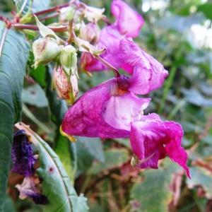 Photographie n°2480205 du taxon Impatiens glandulifera Royle [1833]