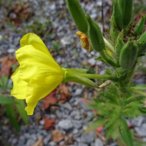 Photographie n°2480218 du taxon Oenothera biennis L. [1753]