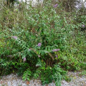 Photographie n°2480219 du taxon Buddleja davidii Franch. [1887]