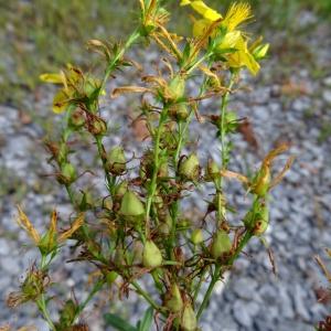 Photographie n°2480221 du taxon Hypericum perforatum L. [1753]