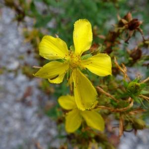 Photographie n°2480222 du taxon Hypericum perforatum L. [1753]