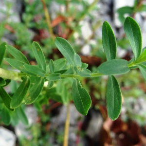 Photographie n°2480223 du taxon Hypericum perforatum L. [1753]