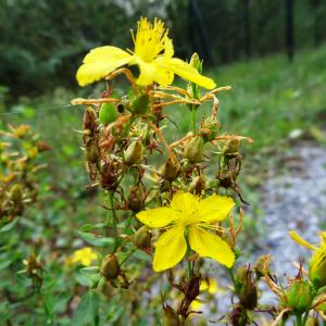 Photographie n°2480224 du taxon Hypericum perforatum L. [1753]