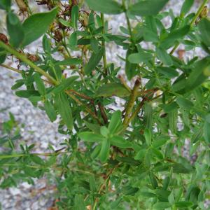 Photographie n°2480225 du taxon Hypericum perforatum L. [1753]
