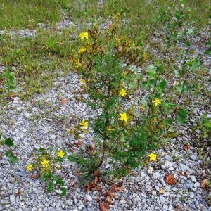 Photographie n°2480226 du taxon Hypericum perforatum L. [1753]