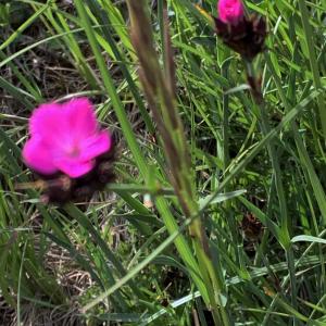 Photographie n°2480259 du taxon Dianthus carthusianorum L. [1753]