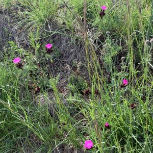 Photographie n°2480261 du taxon Dianthus carthusianorum L. [1753]