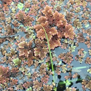 Photographie n°2480307 du taxon Azolla filiculoides Lam. [1783]