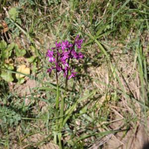 Photographie n°2480350 du taxon Anacamptis laxiflora (Lam.) R.M.Bateman, Pridgeon & M.W.Chase