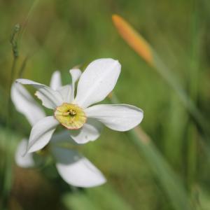 Photographie n°2480355 du taxon Narcissus poeticus L. [1753]