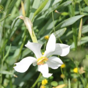 Photographie n°2480356 du taxon Narcissus poeticus L. [1753]