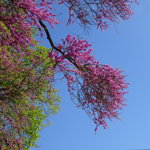 Photographie n°2480390 du taxon Cercis siliquastrum L.