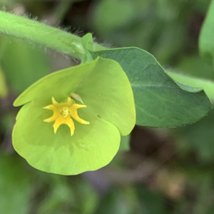 Photographie n°2480396 du taxon Euphorbia amygdaloides L. [1753]