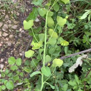 Photographie n°2480397 du taxon Euphorbia amygdaloides L. [1753]