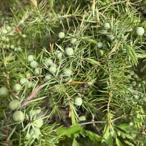Photographie n°2480447 du taxon Juniperus communis L. [1753]