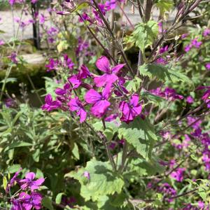 Photographie n°2480452 du taxon Lunaria annua L. [1753]