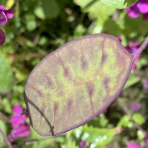 Photographie n°2480453 du taxon Lunaria annua L. [1753]