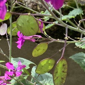 Photographie n°2480456 du taxon Lunaria annua L. [1753]