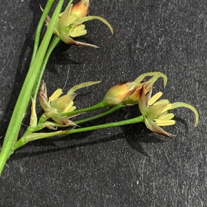 Luzula pilosa (L.) Willd. (Luzule de printemps)