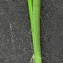  Liliane Roubaudi - Luzula pilosa (L.) Willd. [1809]