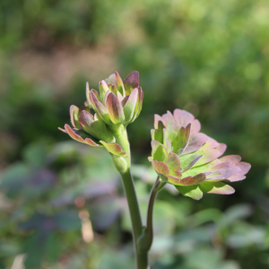 Photographie n°2480491 du taxon Aquilegia vulgaris L. [1753]