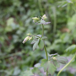 Photographie n°2480496 du taxon Aquilegia vulgaris L. [1753]