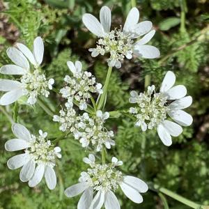 Photographie n°2480501 du taxon Orlaya grandiflora (L.) Hoffm. [1814]