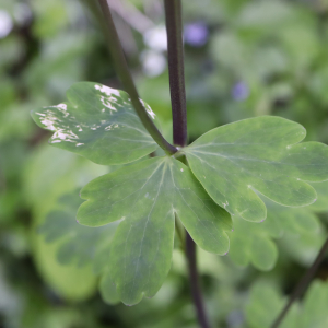 Photographie n°2480502 du taxon Aquilegia vulgaris L. [1753]