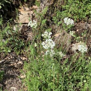 Photographie n°2480504 du taxon Orlaya grandiflora (L.) Hoffm. [1814]