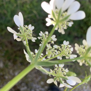 Photographie n°2480506 du taxon Orlaya grandiflora (L.) Hoffm. [1814]