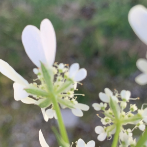 Photographie n°2480507 du taxon Orlaya grandiflora (L.) Hoffm. [1814]