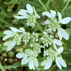 Photographie n°2480511 du taxon Orlaya grandiflora (L.) Hoffm. [1814]