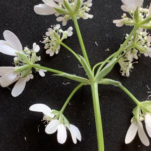 Photographie n°2480512 du taxon Orlaya grandiflora (L.) Hoffm. [1814]