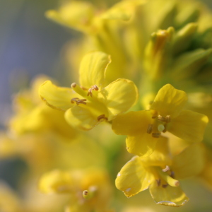 Photographie n°2480557 du taxon Barbarea vulgaris R.Br. [1812]