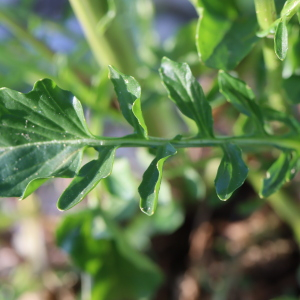 Photographie n°2480558 du taxon Barbarea vulgaris R.Br. [1812]