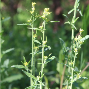 Photographie n°2480565 du taxon Sisymbrium officinale (L.) Scop. [1772]