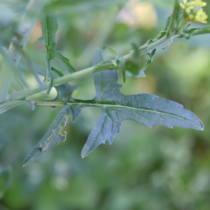 Photographie n°2480569 du taxon Sisymbrium officinale (L.) Scop. [1772]