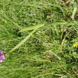 Photographie n°2480597 du taxon Anacamptis pyramidalis (L.) Rich.