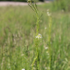 Photographie n°2480626 du taxon Arabis hirsuta (L.) Scop. [1772]