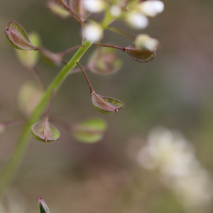 Photographie n°2480631 du taxon Noccaea perfoliata (L.) Al-Shehbaz