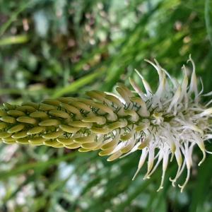 Photographie n°2480635 du taxon Phyteuma spicatum L. [1753]