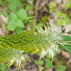 Photographie n°2480636 du taxon Phyteuma spicatum L. [1753]