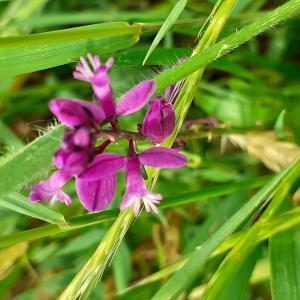 Photographie n°2480637 du taxon Polygala vulgaris L. [1753]