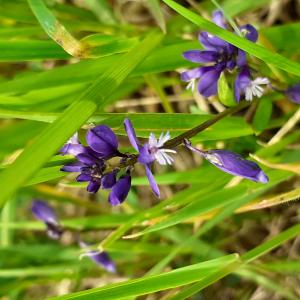 Photographie n°2480638 du taxon Polygala vulgaris L. [1753]