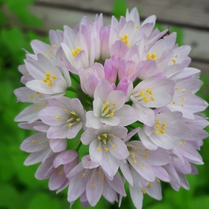 Photographie n°2480640 du taxon Allium roseum L.