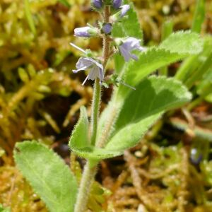 Photographie n°2480681 du taxon Veronica officinalis L. [1753]