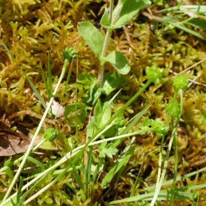 Photographie n°2480683 du taxon Veronica officinalis L. [1753]