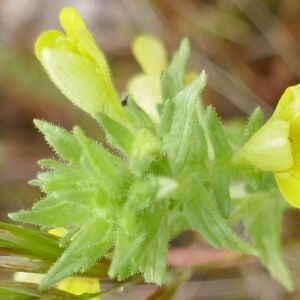 Photographie n°2480699 du taxon Parentucellia viscosa (L.) Caruel