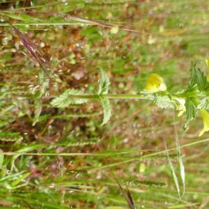 Photographie n°2480704 du taxon Parentucellia viscosa (L.) Caruel