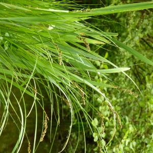 Photographie n°2480765 du taxon Carex paniculata L. [1755]